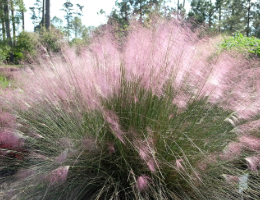 Muhly Grass.jpg thumbnail